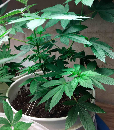 White Widow fem (Medical Seeds) White Widow fem (Medical Seeds) — изображение 4