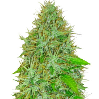 2 Fast 2 Vast auto fem (Heavyweight Seeds) 2 Fast 2 Vast auto fem (Heavyweight Seeds)