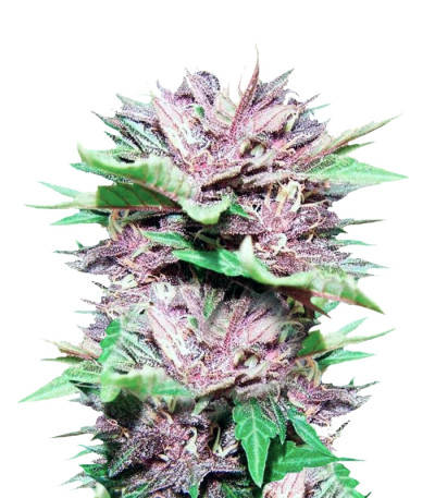 Семена сорта Auto Dark Purple fem (Delicious Seeds) Семена сорта Auto Dark Purple fem (Delicious Seeds)