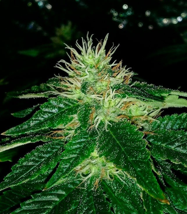 Семена сорта Afghan Cow fem (Dr. Krippling Seeds) Семена сорта Afghan Cow fem (Dr. Krippling Seeds) — изображение 2