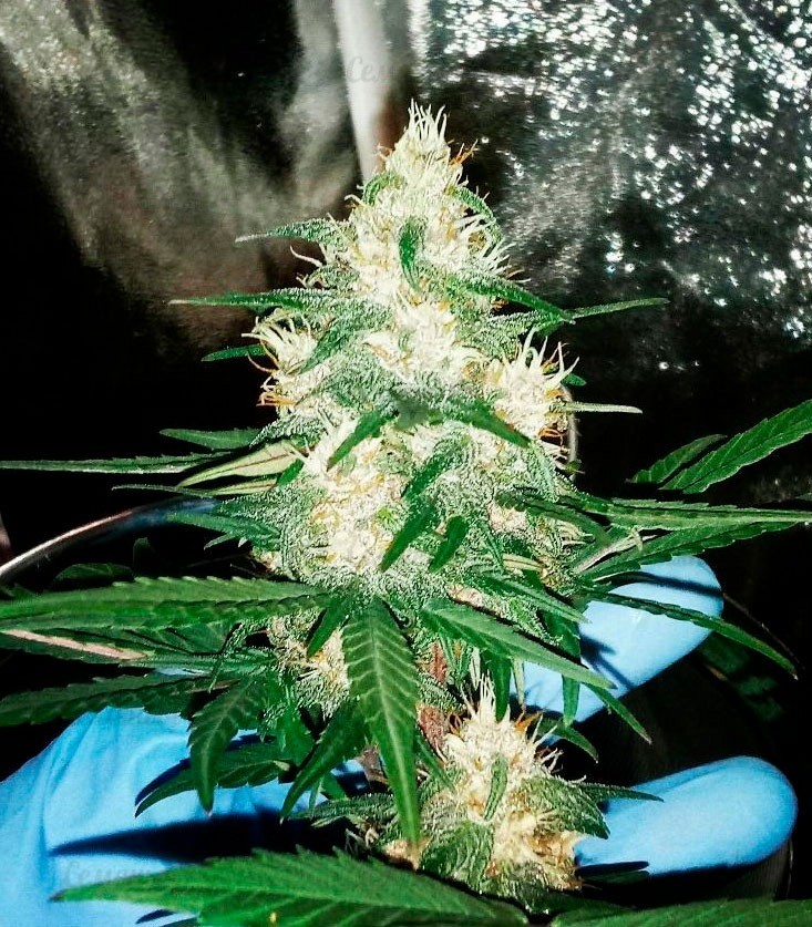 Семена сорта Afghan Cow fem (Dr. Krippling Seeds) Семена сорта Afghan Cow fem (Dr. Krippling Seeds) — изображение 4