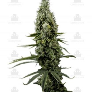 Arjan's Haze #3 fem (GHS) Arjan's Haze #3 fem (GHS)