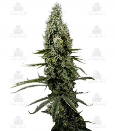 Arjan's Haze #3 fem (GHS) Arjan's Haze #3 fem (GHS)