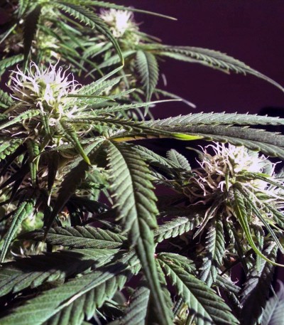 Arjan's Haze #3 fem (GHS) Arjan's Haze #3 fem (GHS) — изображение 4