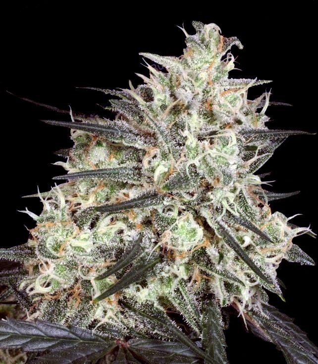Семена сорта Atomical Haze fem (Paradise Seeds) Семена сорта Atomical Haze fem (Paradise Seeds) — изображение 2