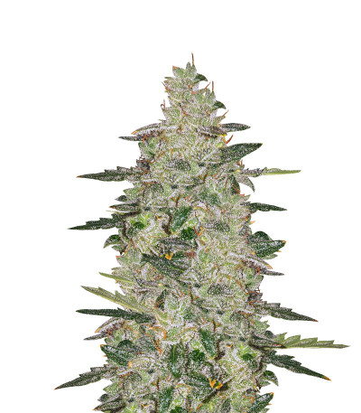 Семена сорта Auto Anesthesia fem (Pyramid Seeds) Семена сорта Auto Anesthesia fem (Pyramid Seeds)