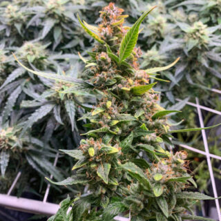 Auto Banana Blaze fem Auto Banana Blaze fem