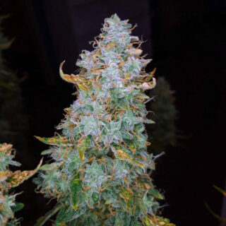 Auto Night Queen fem Auto Night Queen fem