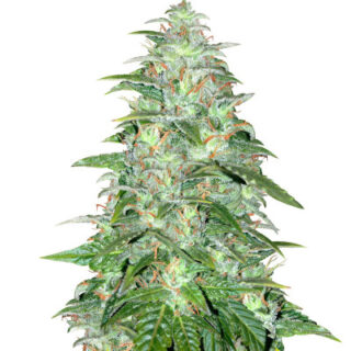 Сорт Auto Northern Lights fem (Pyramid Seeds)
