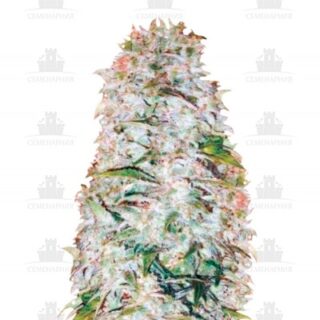 Auto AK-77V fem (Victory Seeds) Auto AK-77V fem (Victory Seeds)