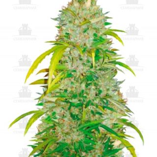Auto Big Angel fem (Victory Seeds) Auto Big Angel fem (Victory Seeds)