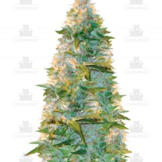 Auto Heaven fem (Victory Seeds) Auto Heaven fem (Victory Seeds)