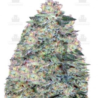 Auto White Widow fem (Victory Seeds) Auto White Widow fem (Victory Seeds)