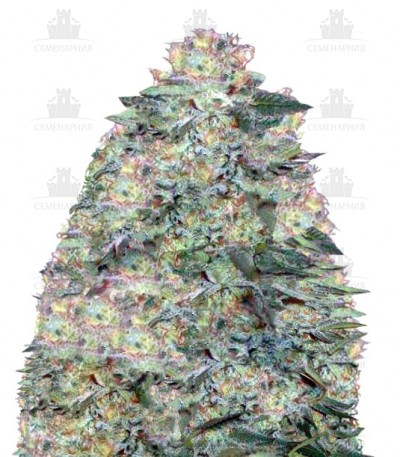 Auto White Widow fem (Victory Seeds) Auto White Widow fem (Victory Seeds)