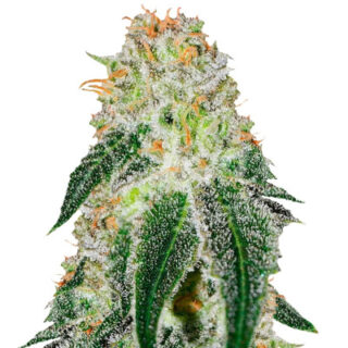 Семена сорта Black Russian (Delicious Seeds)