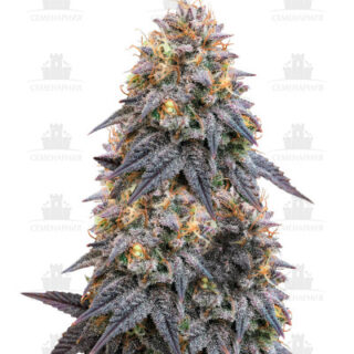 Biscotti Mintz fem (Barney's Farm) Biscotti Mintz fem (Barney's Farm)