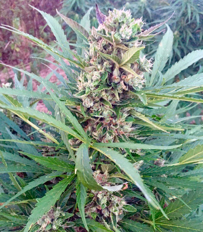 Семена сорта Sweet Amnesia Haze XL Auto (Blow Mind Auto) fem (Sweet Seeds) Семена сорта Sweet Amnesia Haze XL Auto (Blow Mind Auto) fem (Sweet Seeds) — изображение 2