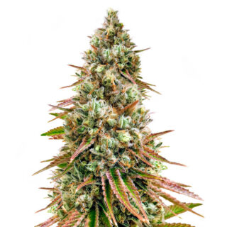 Bruce Banner #3 fem (Herbies Seeds) Bruce Banner #3 fem (Herbies Seeds)