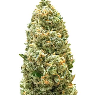 Семена сорта Bruce Banner Auto fem (Monster Genetics) Семена сорта Bruce Banner Auto fem (Monster Genetics)
