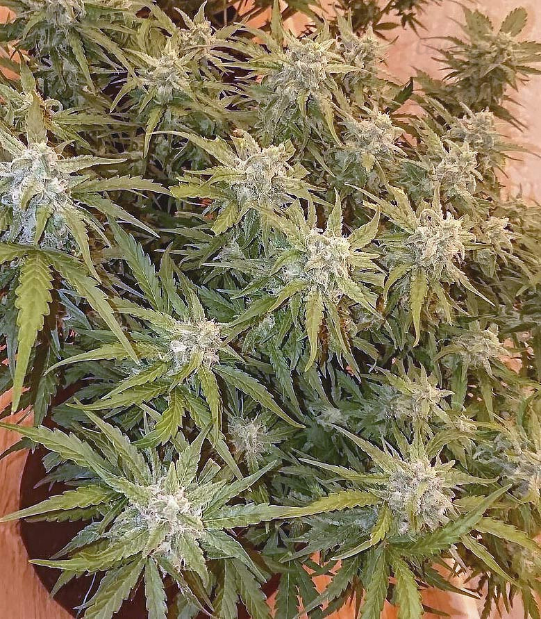 Семена сорта Bruce Banner fem (Monster Genetics) Семена сорта Bruce Banner fem (Monster Genetics) — изображение 3