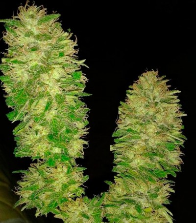 Cotton Candy Kush fem (Delicious Seeds) Cotton Candy Kush fem (Delicious Seeds) — изображение 3
