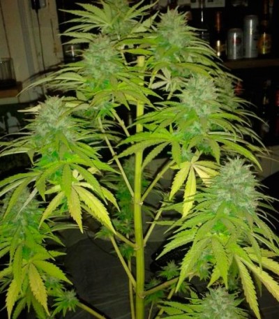 Cotton Candy Kush fem (Delicious Seeds) Cotton Candy Kush fem (Delicious Seeds) — изображение 4