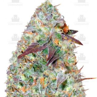 Chocodope fem (Victory Seeds) Chocodope fem (Victory Seeds)