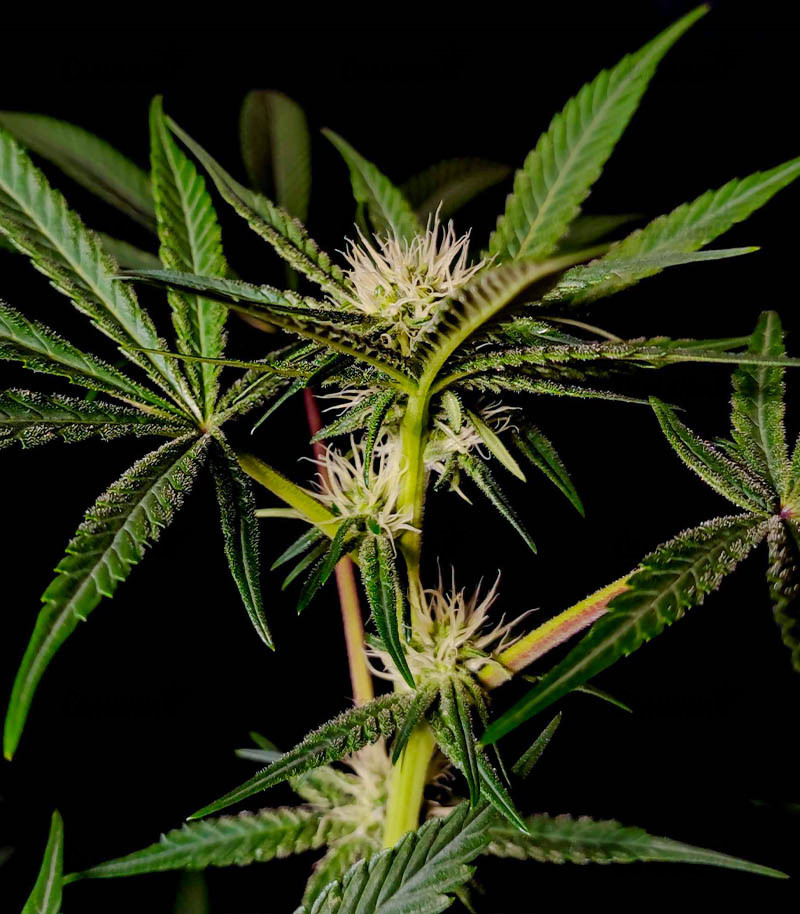 Семена сорта Chocolate Wafflez fem (Paradise Seeds) Семена сорта Chocolate Wafflez fem (Paradise Seeds) — изображение 3