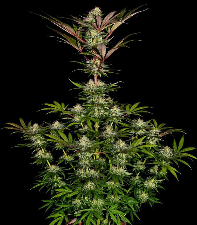 Семена сорта Chocolate Wafflez fem (Paradise Seeds) Семена сорта Chocolate Wafflez fem (Paradise Seeds) — изображение 4