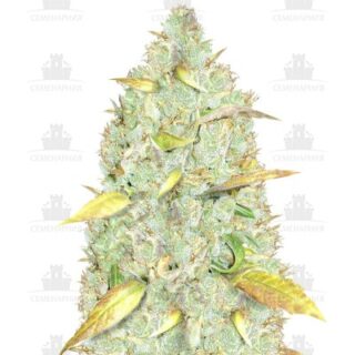 Сорт Chronic Ryder Auto fem (Doctor’s Choiсe)