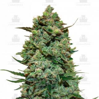 Сорт Cookies Kush fem (Barney's Farm)