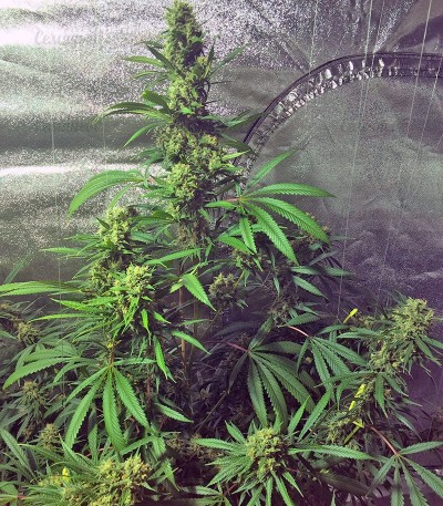 Семена сорта Cookies Kush (Barney's Farm) Семена сорта Cookies Kush (Barney's Farm) — изображение 2