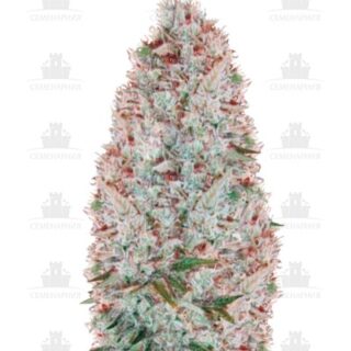 Critical fem (Victory Seeds) Critical fem (Victory Seeds)