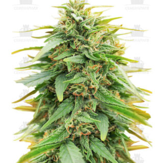 Deepforest Super Auto fem Deepforest Super Auto fem