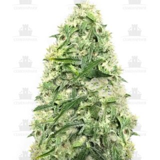 Doctor’s Choiсe #1 auto fem Doctor’s Choiсe #1 auto fem