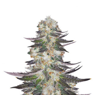 Gelato fem (Blimburn Seeds) семена конопли Gelato fem (Blimburn Seeds) семена конопли