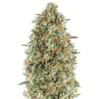 Семена сорта Gorilla Blue fem (Advanced Seeds) Семена сорта Gorilla Blue fem (Advanced Seeds)