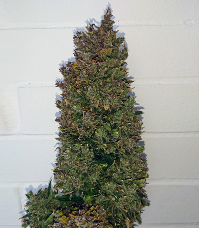Gorilla Glue Auto (FastBuds) семена конопли Сорт Gorilla Auto (Gorilla Glue Auto) fem (FastBuds) — изображение 4