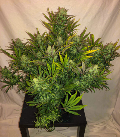 Gorilla Glue Auto (FastBuds) семена конопли Сорт Gorilla Auto (Gorilla Glue Auto) fem (FastBuds) — изображение 3