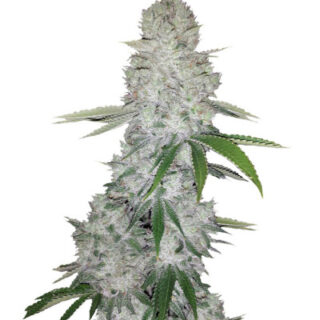 Gorilla Glue Auto (FastBuds) семена конопли