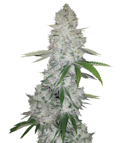 Gorilla Glue Auto (FastBuds) семена конопли Сорт Gorilla Auto (Gorilla Glue Auto) fem (FastBuds)