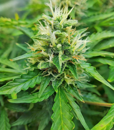 Gorilla Glue Auto (FastBuds) семена конопли Сорт Gorilla Auto (Gorilla Glue Auto) fem (FastBuds) — изображение 7