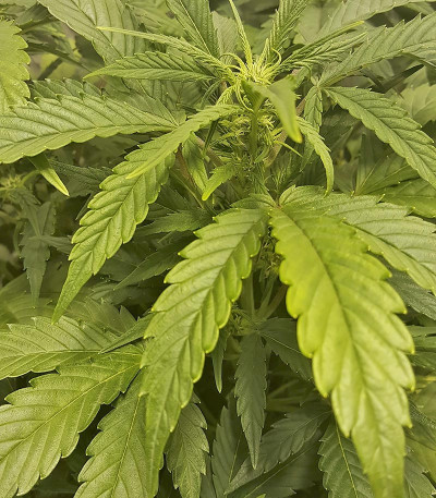 Gorilla Glue Auto (FastBuds) семена конопли Сорт Gorilla Auto (Gorilla Glue Auto) fem (FastBuds) — изображение 6