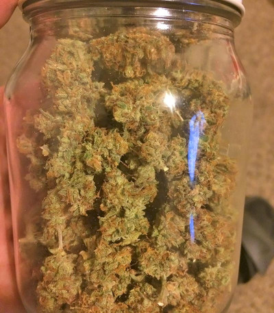 Gorilla Glue Auto (FastBuds) семена конопли Сорт Gorilla Auto (Gorilla Glue Auto) fem (FastBuds) — изображение 5