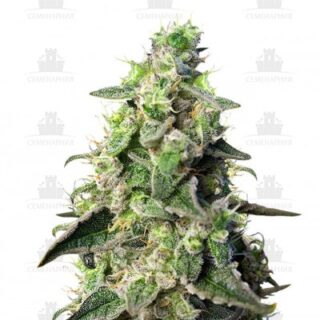 Green Poison XL Auto fem (Sweet Seeds) Green Poison XL Auto fem (Sweet Seeds)
