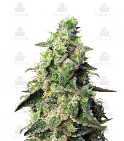 Green Poison XL Auto fem (Sweet Seeds) Green Poison XL Auto fem (Sweet Seeds)