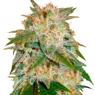 Сорт La Bella Afrodita Auto fem (Delicious Seeds)