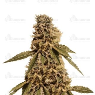 LSD (Barney's Farm) семена конопли LSD (Barney's Farm) семена конопли