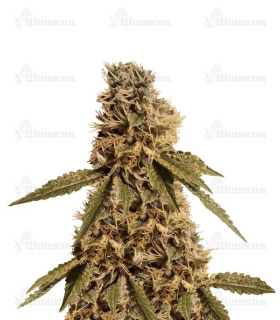 LSD (Barney's Farm) семена конопли LSD (Barney's Farm) семена конопли