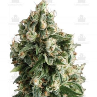 Lennon fem (Pyramid Seeds) Lennon fem (Pyramid Seeds)